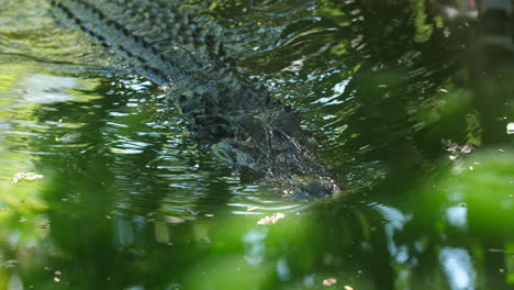 Big-black-caiman-swimming-in-Guiana,-scary.